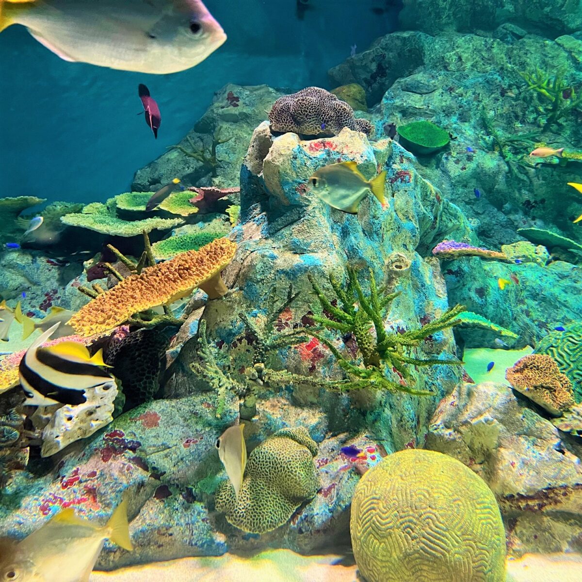 浅虫水族館